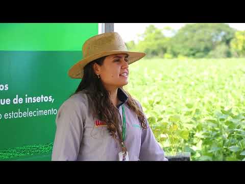 Coagru Informativo - Dia de Campo Descentralizado Nova Cantu
