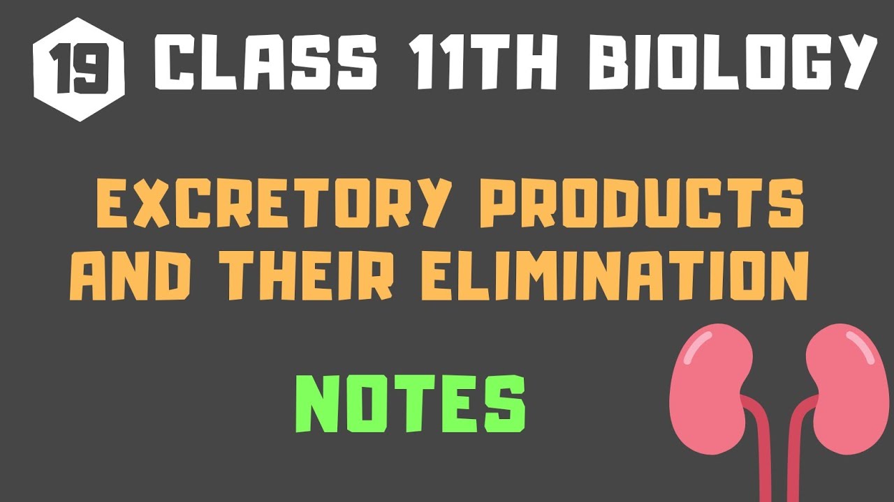 Class 11 Biology | Chapter 19 | Excretory Products And Their Elimination | Notes