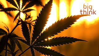 Leadership and Transparency: Obama’s Reddit Fail on Pot Legalization