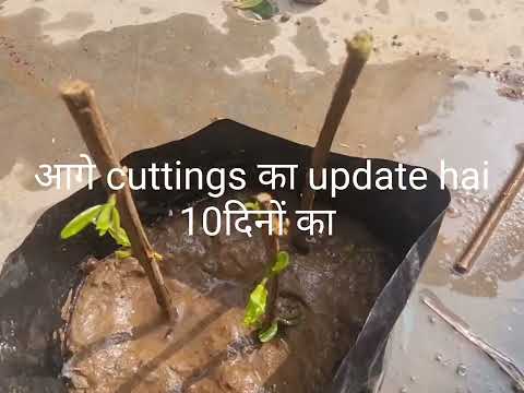 how to grow pomegrante cuttings with update 10days