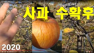 사과 수확후/퇴비.미량원소.전정/청태제거.관수 (2020.11.11)