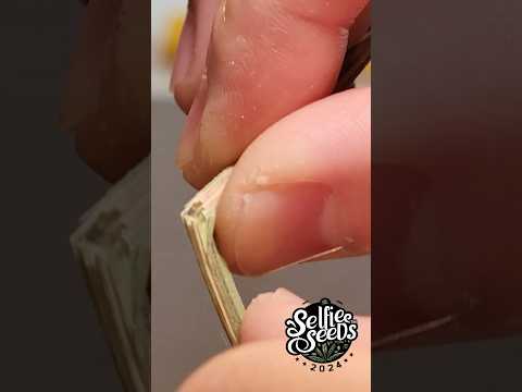 HACK for Hang Drying Cannabis Buds to the PERFECT Moisture Levels