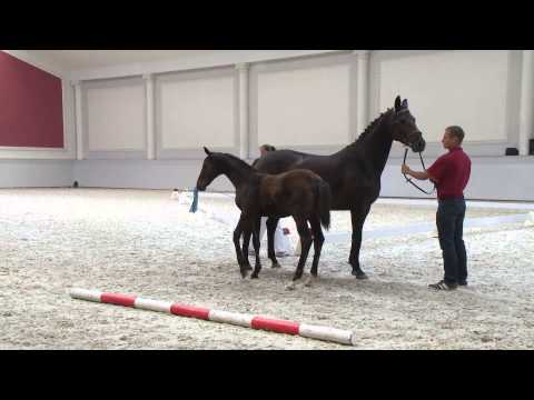 Hengstfohlen Casanova *10.03.2015 Cadeau Noir x Goldkäfer x Dream of Glory