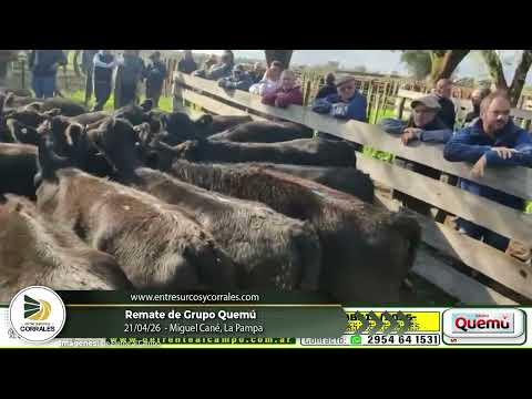 21-04-26 - Remate de Grupo Quemú - Miguel Cané, La Pampa