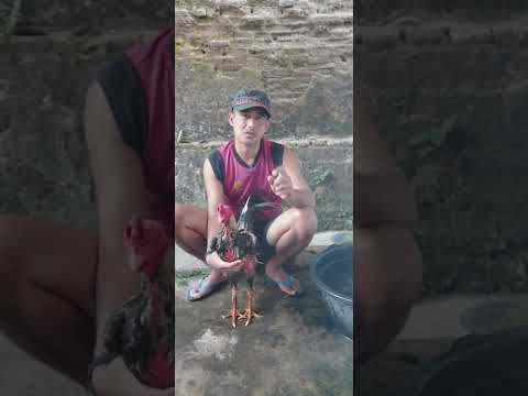 mandikan ayam ronde 2 dst