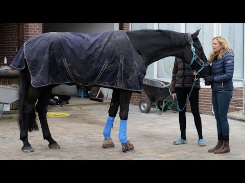 Zerplatzt der Traum vom Dressurpferd? Courchen muss in die Pferdeklinik!