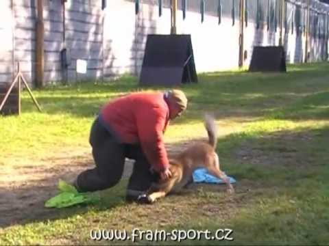 Martin Kobrč & Wamp Malidaj - training of bite work (autumn 2012)