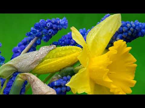 Why the old stagers are just as important to scotland as young guns like kieran tierney and andy ro