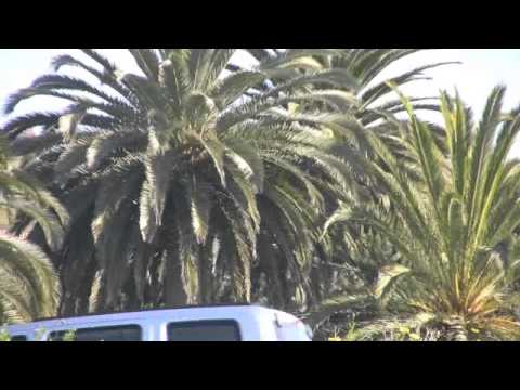 Crystal Cove Ravens Nesting 2013