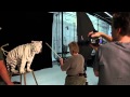 Video-Trailer for Brad Wilson - "Wild Life" - Prestel Publishing