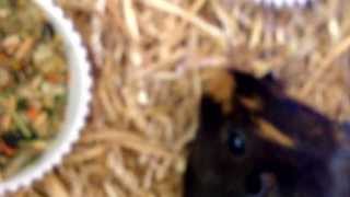 How to care for a pregnant guinea pig