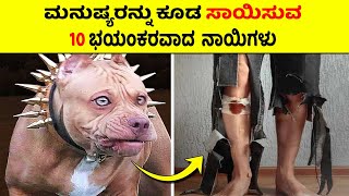 Top 10 Dangerous Dogs in Kannada   Top 10 Aggressi