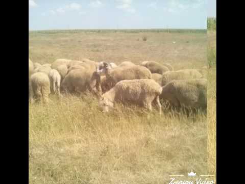 Oile din simand 2017