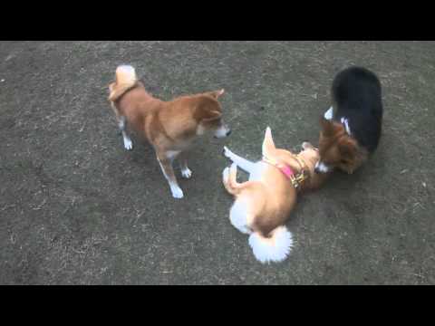 懦夫皮蛋～公園遊～(原發表者:皮蛋哥)(影片)