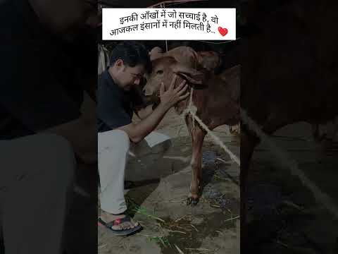 🐄❤️ गौ सेवा ही सच्ची सेवा 🙏 | Vaatsalya Gau Seva Foundation #Shorts📝 Descriptio