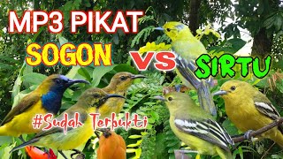 Download lagu Rekomendasi Suara Pikat Sogon Kombinasi Sirtu Manggil Bikin Ampuh Buat Pikat❗ mp3 Download lagu Rekomendasi Suara Pikat Sogon Kombinasi Sirtu Manggil Bikin Ampuh Buat Pikat❗ mp3