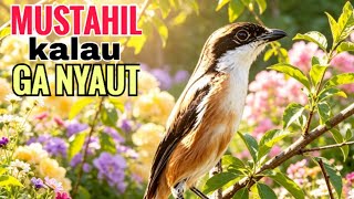 Download lagu toet toet suara cendet gacor PAGI SIANG SORE sangat efektif buat Pancingan cendet diam agr cpt bunyi mp3
