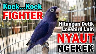 Download lagu Lovebird Ngekek Panjang TOP Buat Pancingan, Lovebird MACET SUSAH BUNYI Langsung NYAUT !!! mp3 Download lagu Lovebird Ngekek Panjang TOP Buat Pancingan, Lovebird MACET SUSAH BUNYI Langsung NYAUT !!! mp3