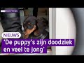 Omstreden puppyhandelaar duikt op in Wijchen