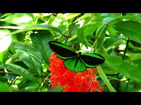 トリバネアゲハの世界、小諸高原美術館2023作品