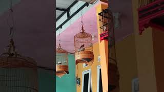 Download lagu sanma eurasia roll mp3 Download lagu sanma eurasia roll mp3