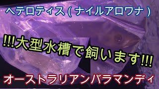 ヘテロティス（25㎝）と、バラマンディ（20㎝）をお迎えしました!!!!!【熱帯魚,アクアリウム,ナイルアロワナ,オーストラリアン】
