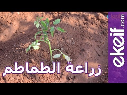 , title : 'كيف نزرع الطماطم ؟'