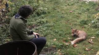 Alex Stolze "Mankind Animal"