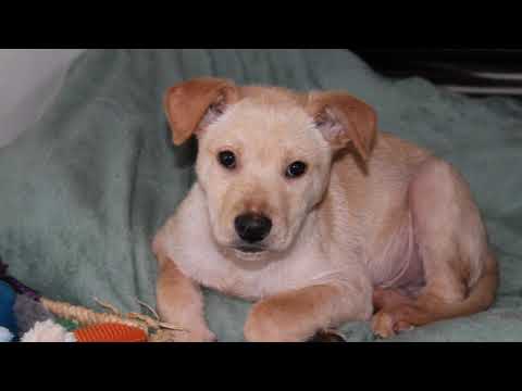 Fred, an adopted Labrador Retriever & Shar-Pei Mix in Baltimore, MD_image-1