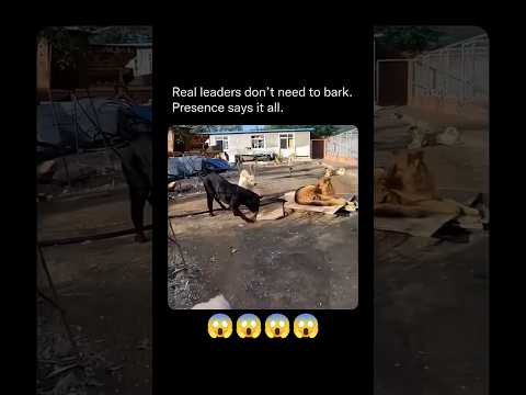 Viral video on YouTube 🔥 #shorts #youtubeshorts #viral #anmals #straydog #dog #labrador #fyp #foryou