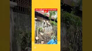 Download lagu පපුව පිච්චිලා යන video 🥲🙏 mp3 Download lagu පපුව පිච්චිලා යන video 🥲🙏 mp3