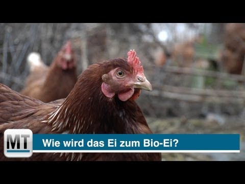 Eierskandal: Wie wird das Ei zum Bio-Ei?