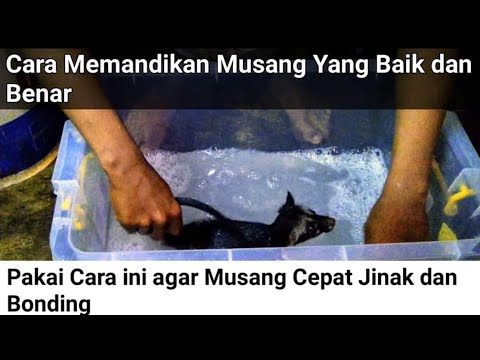 , title : 'CARA MEMANDIKAN MUSANG YANG BAIK DAN BENAR AGAR CEPAT BONDING'