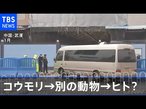 コウモリの中にさらに多くのコロナウイルスが潜んでいる:それは私たちにとって何を意味するのか