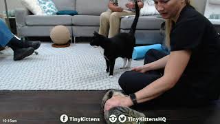 Tiny Suitcases for Ribsy and Huggins!  TinyKittens.com