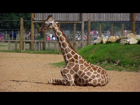 Yorkshire Wildlife Park (Great Family Day Out)