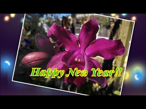 LAST DAY OF 2025 IN OUR ORCHID GARDEN. December 31, 2025