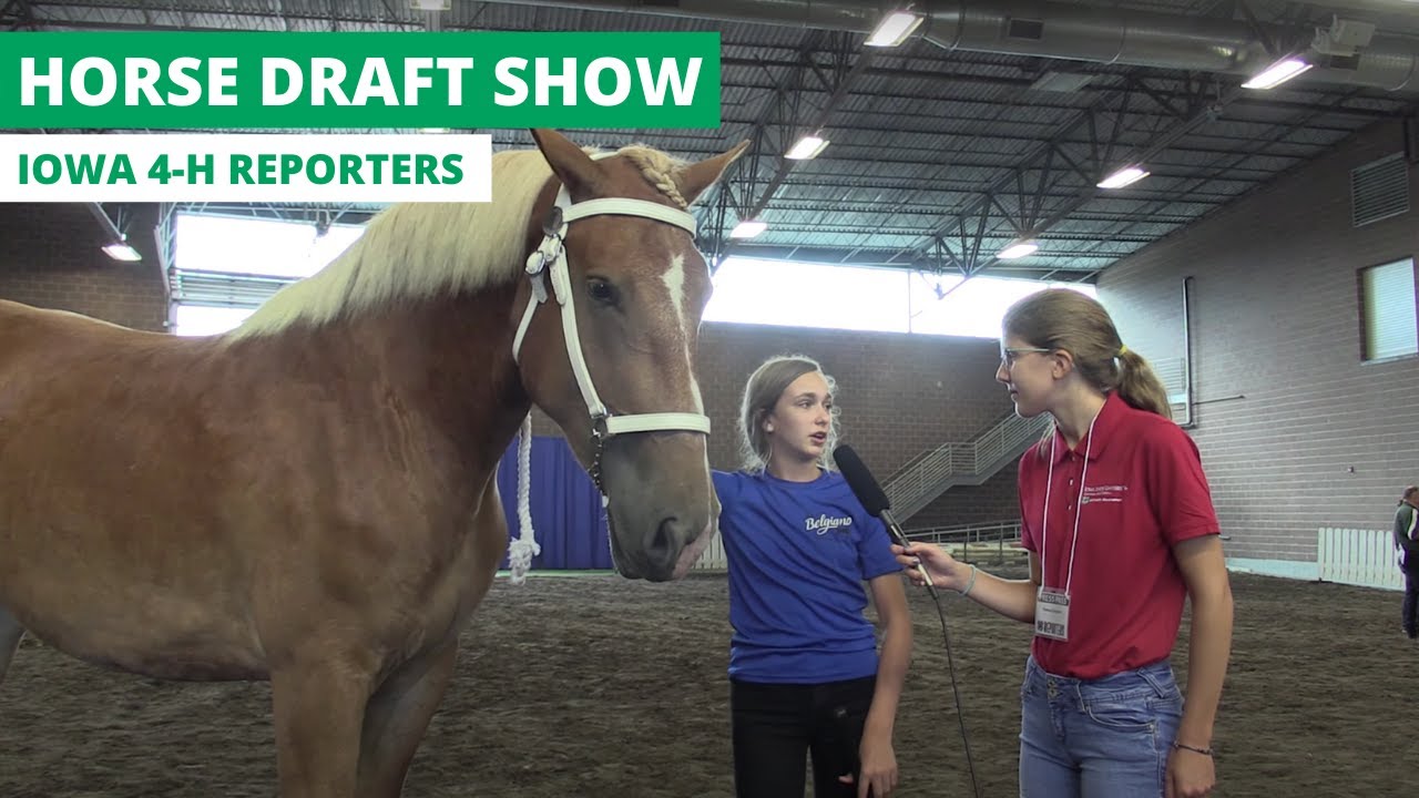 National Shire and Belgian Draft Horse Show | Iowa 4-H Reporters 2019