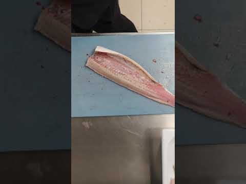 How to fillet STURGEON fish 🐠