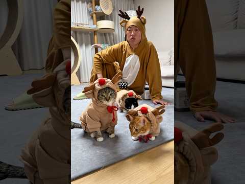 루돌프가 된 고양이