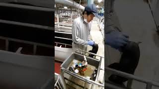 Download lagu Castration of piglets in Japan 🇯🇵 #shorts #pig #japan mp3 Download lagu Castration of piglets in Japan 🇯🇵 #shorts #pig #japan mp3