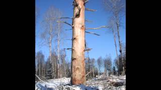 Psycho Sisters - Timberline