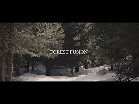 Forest Fusion - Henge