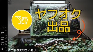 クロカタスツエイモリとビバリウムをヤフオクに出品します