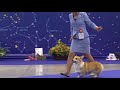 At The Russian WCP Club National Specialty Show 2018 Female Open