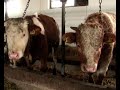 Farma krava na Zlatici preorjentisana je na tov junadi