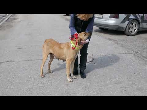 Rabea zeigt sich als extrem menschenbezogen und schmust so gern 240316