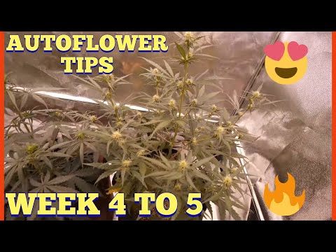 AUTOFLOWERS TIPS AND TRAINING PHOTO PERIOD PLANTS - WEEK 4 TO 5