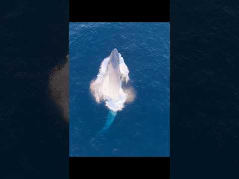 This rare sight has redefined people's understanding of blue whales. #wildlife #animals