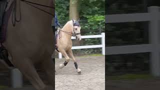 Obnosková uzdečka Cavesson anatomical pony-xfull